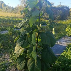 Paulownia en France - 17 October 2025