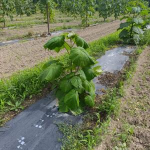 Paulownia en France - 7 September 2025