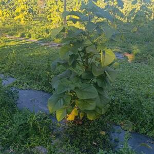 Paulownia en France - 17 October 2025