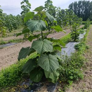 Paulownia en France - 7 September 2025