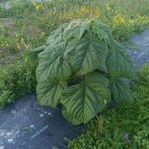 Paulownia en France - 17 October 2025