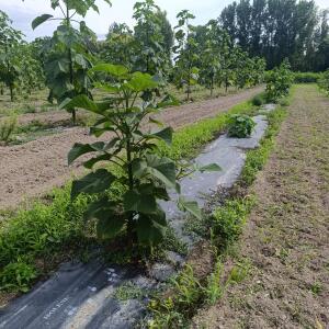 Paulownia en France - 7 September 2025
