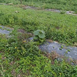 Paulownia en France - 20 October 2025