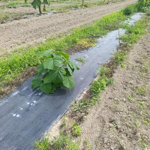 Paulownia en France - 7 September 2025