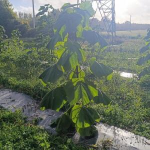 Paulownia en France - 20 October 2025