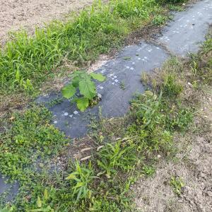 Paulownia en France - 7 September 2025