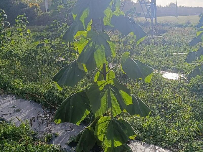 Paulownia en France