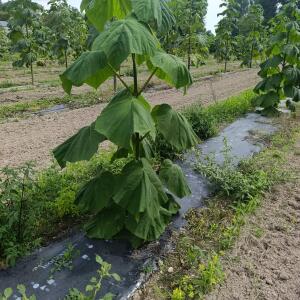 Paulownia en France - 7 September 2025