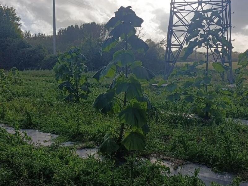 Paulownia en France