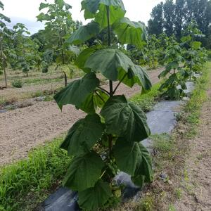 Paulownia en France - 7 September 2025