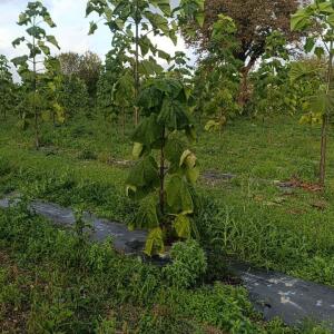 Paulownia en France - 20 October 2025