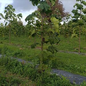 Paulownia en France - 20 October 2025