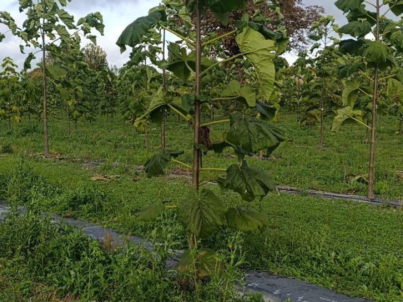 Paulownia en France