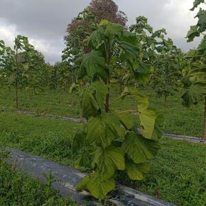 Paulownia en France - 20 October 2025