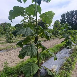 Paulownia en France - 7 September 2025