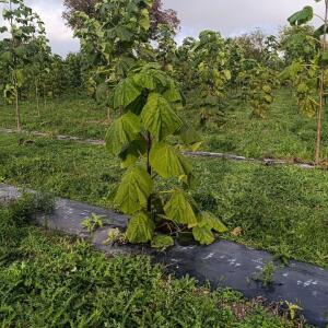 Paulownia en France - 20 October 2025