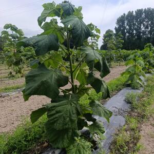 Paulownia en France - 7 September 2025