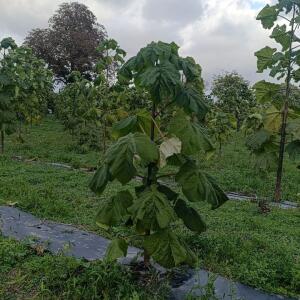 Paulownia en France - 20 October 2025