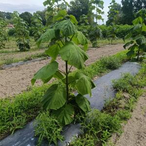 Paulownia en France - 7 September 2025