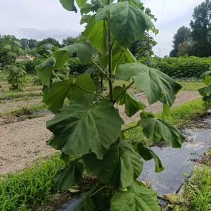 Paulownia en France - 7 September 2025