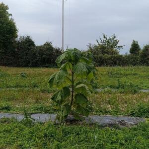 Paulownia en France - 19 October 2025