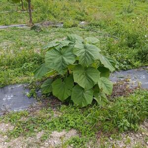 Paulownia en France - 19 October 2025
