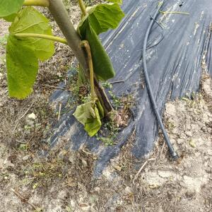 Paulownia en France - 7 September 2025