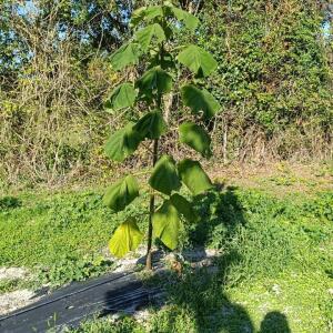 Paulownia en France - 17 October 2025