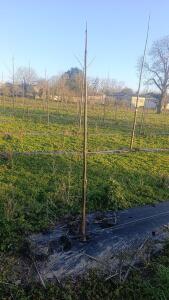 Paulownia en France - 4 January 2026