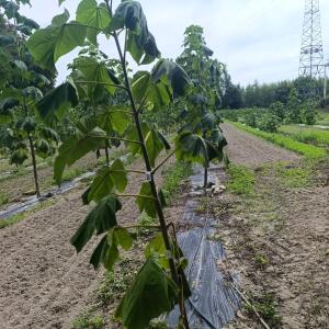 Paulownia en France - 7 September 2025