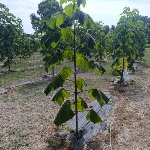 Paulownia en France - 26 August 2025