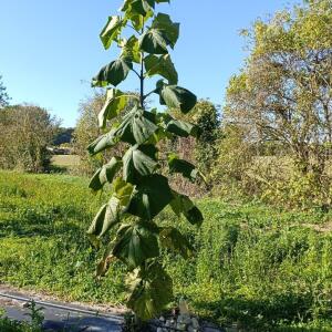 Paulownia en France - 17 October 2025