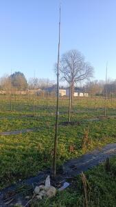 Paulownia en France - 4 January 2026