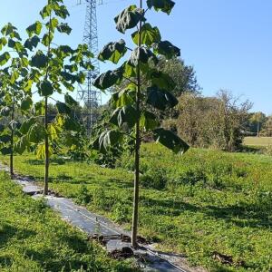 Paulownia en France - 17 October 2025