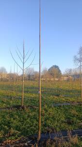 Paulownia en France - 4 January 2026