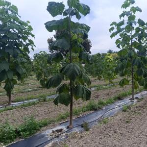 Paulownia en France - 7 September 2025