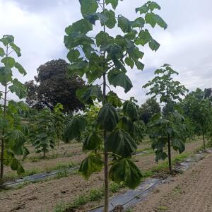 Paulownia en France - 7 September 2025