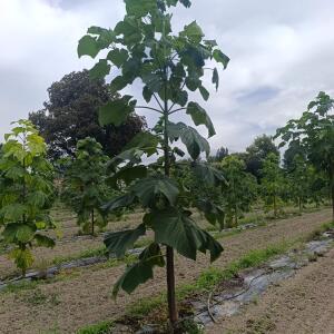Paulownia en France - 7 September 2025