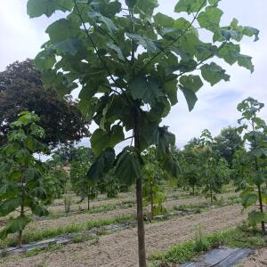 Paulownia en France - 7 September 2025