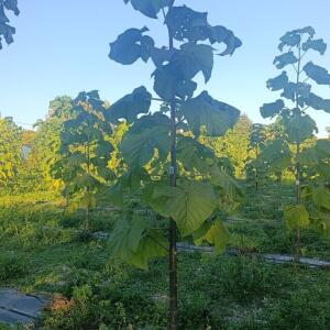 Paulownia en France - 17 October 2025