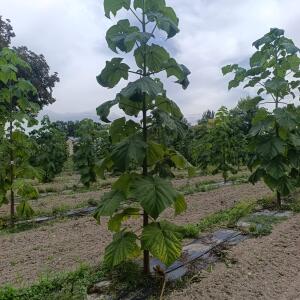 Paulownia en France - 7 September 2025