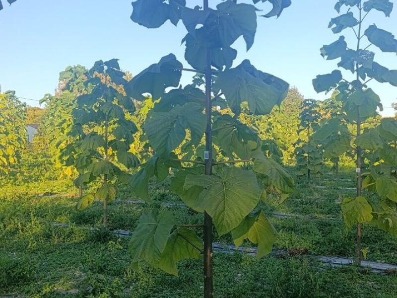 Paulownia en France