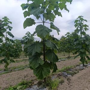 Paulownia en France - 7 September 2025