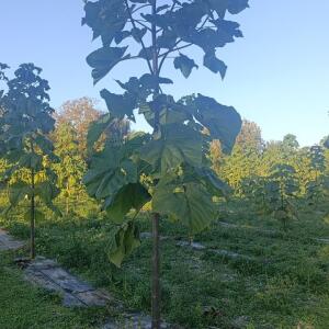 Paulownia en France - 17 October 2025