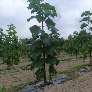 Paulownia en France - 7 September 2025