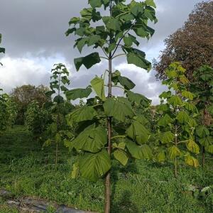 Paulownia en France - 20 October 2025