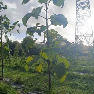 Paulownia en France - 20 October 2025