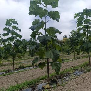Paulownia en France - 7 September 2025