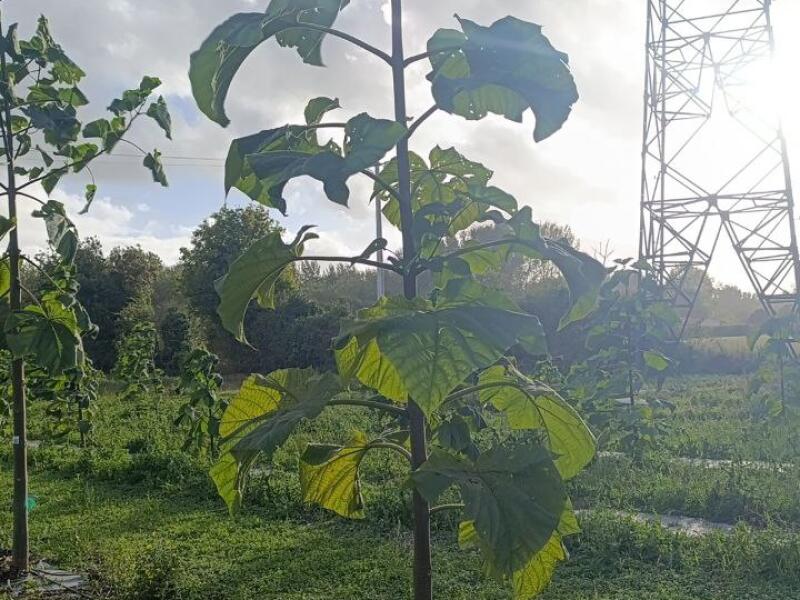 Paulownia en France