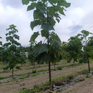 Paulownia en France - 7 September 2025